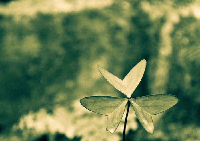 Happy Valentines Day Photos (50 pics)
