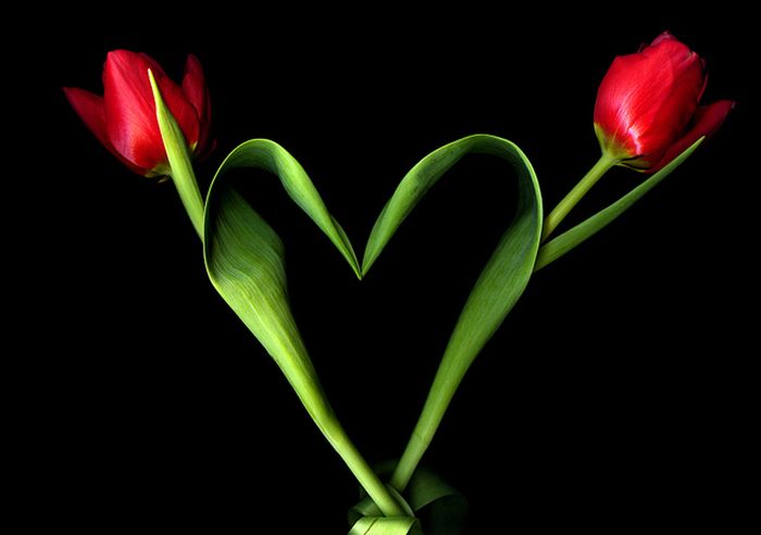 Happy Valentines Day Photos (50 pics)
