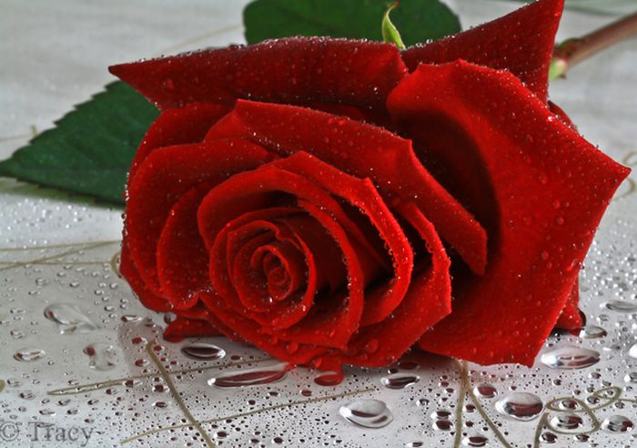 Happy Valentines Day Photos (50 pics)
