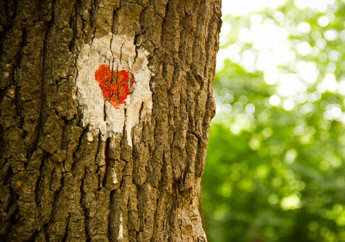 Happy Valentines Day Photos (50 pics)