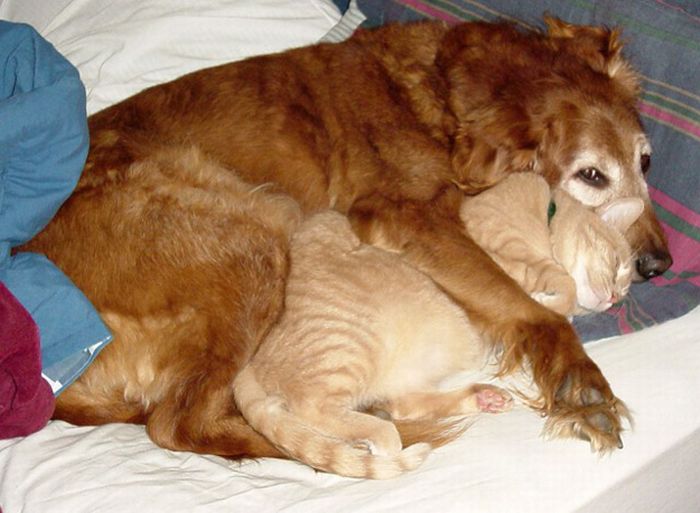 Cats And Dogs (20 pics)