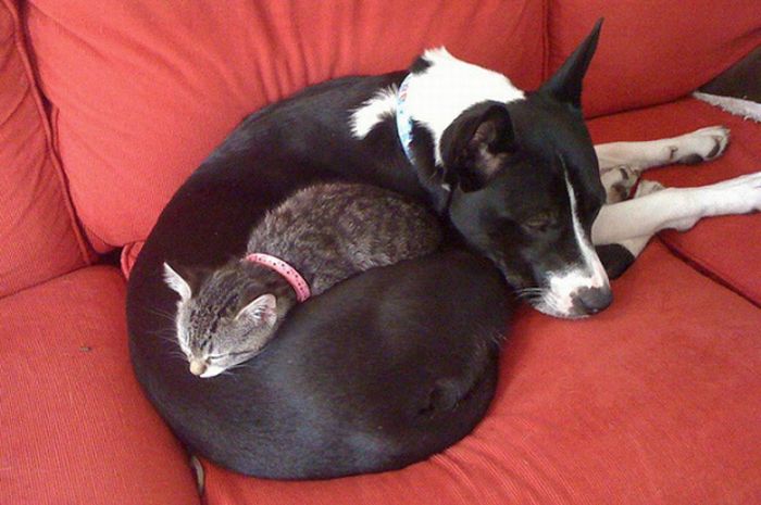 Cats And Dogs (20 pics)