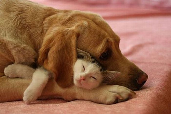 Cats And Dogs (20 pics)