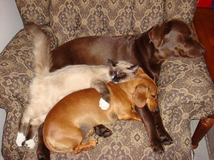 Cats And Dogs (20 pics)