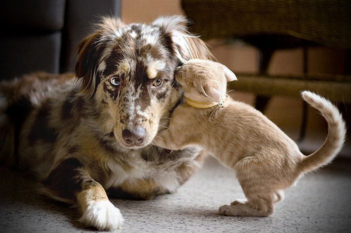 Cats And Dogs (20 pics)