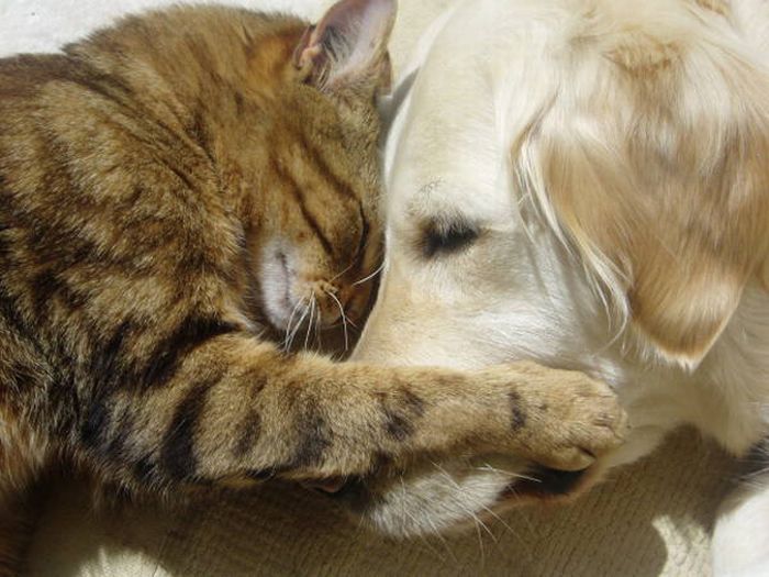 Cats And Dogs (20 pics)