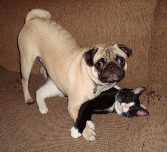 Cats And Dogs (20 pics)