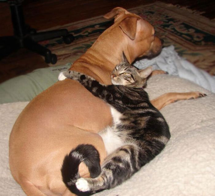 Cats And Dogs (20 pics)