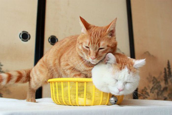 Two Kitties In A Basket (4 pics)