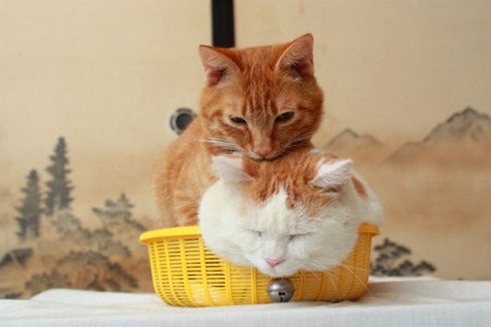 Two Kitties In A Basket (4 pics)