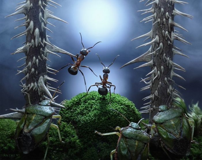 Ant Stories (28 pics)