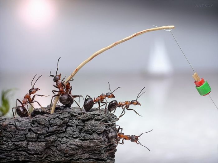 Ant Stories (28 pics)