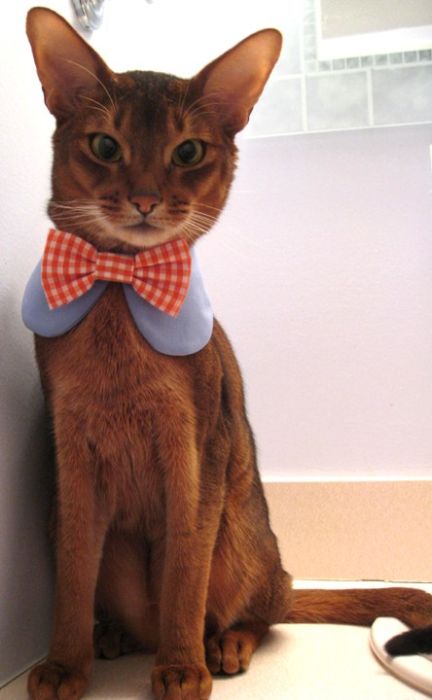Cat Fashion (34 pics)
