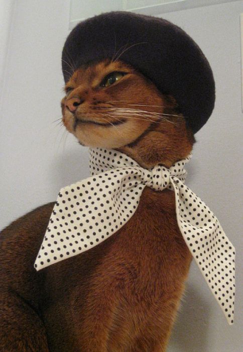 Cat Fashion (34 pics)