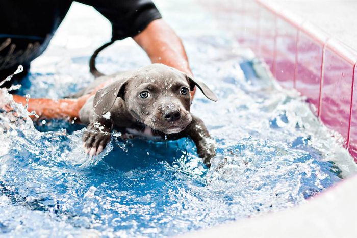 Puppy Learns to Walk (13 pics)