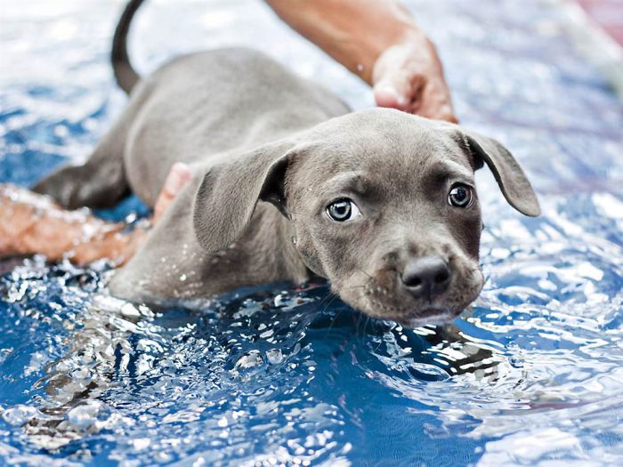 Puppy Learns to Walk (13 pics)