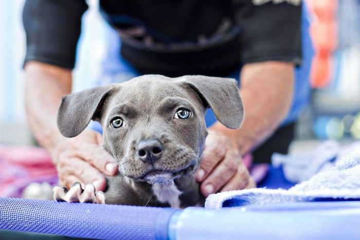 Puppy Learns to Walk (13 pics)