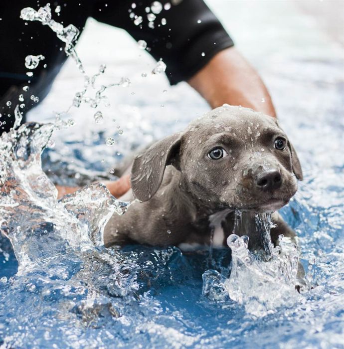 Puppy Learns to Walk (13 pics)