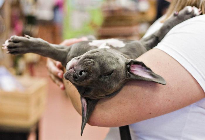 Puppy Learns to Walk (13 pics)