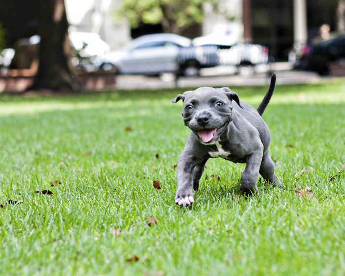 Puppy Learns to Walk (13 pics)