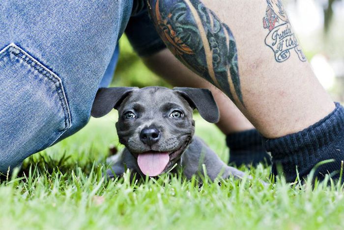 Puppy Learns to Walk (13 pics)