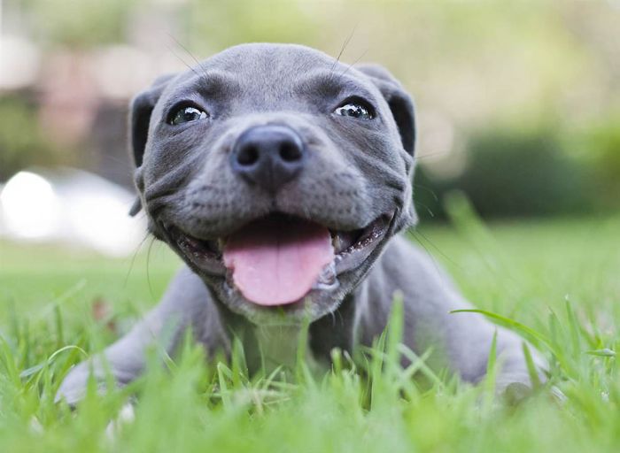 Puppy Learns to Walk (13 pics)