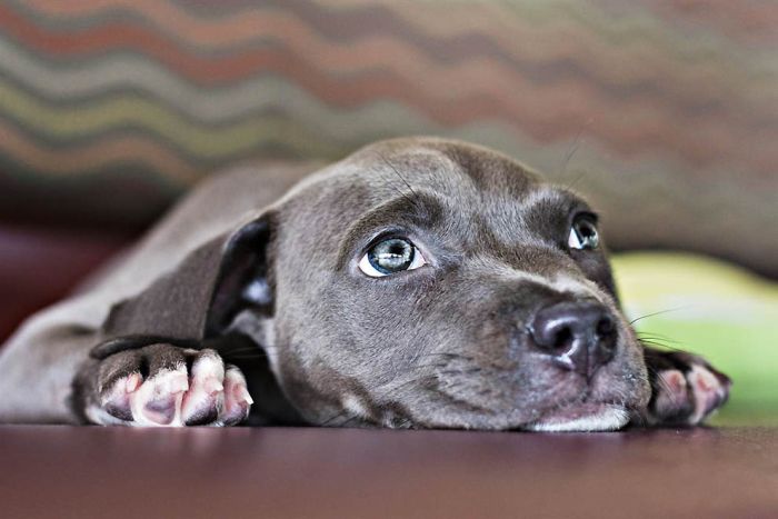 Puppy Learns to Walk (13 pics)