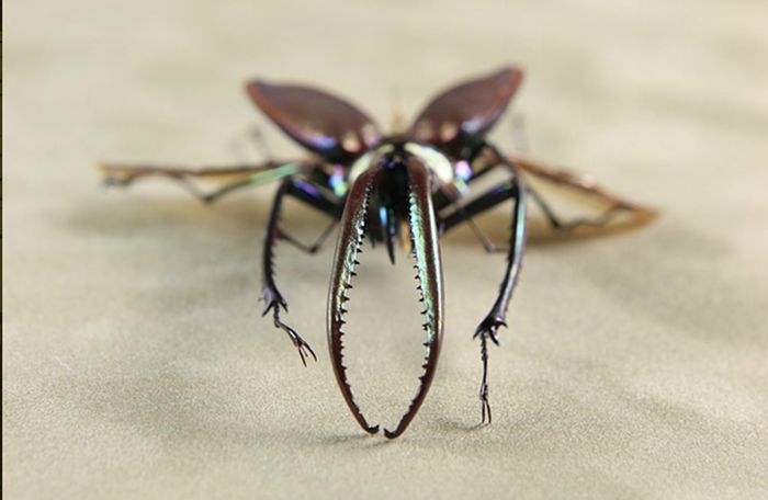 Steampunk Insects (27 pics)