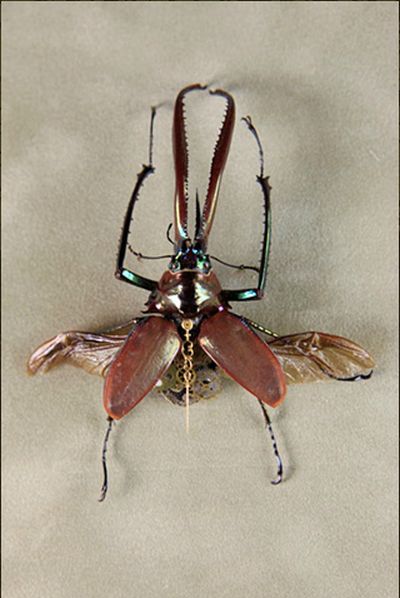 Steampunk Insects (27 pics)