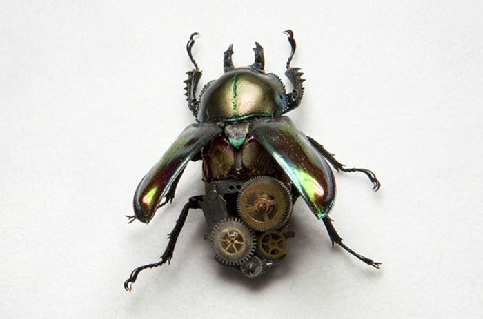 Steampunk Insects (27 pics)