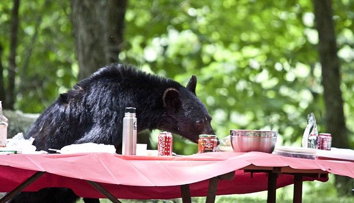 Black Bear Stole Lunch (6 pics)