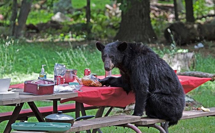 Black Bear Stole Lunch (6 pics)