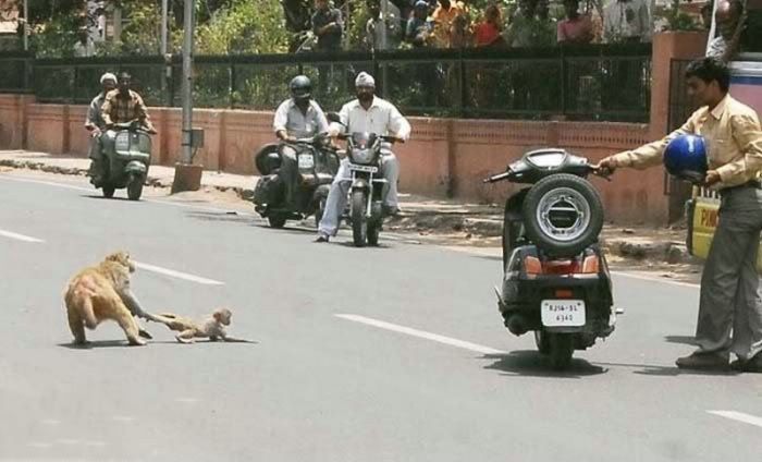 Only in India (26 pics)