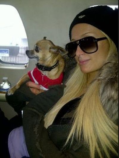 Paris Hilton Twitpics (40 pics)