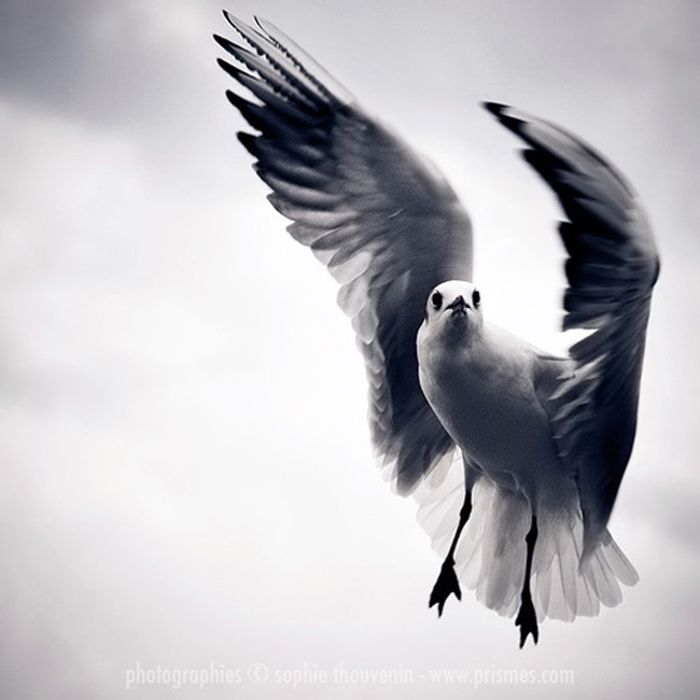 Great Bird Photography (34 pics)