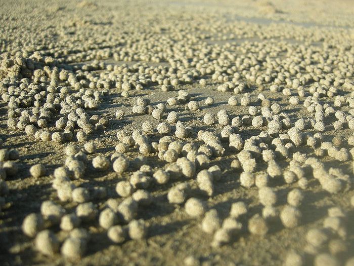 The Crabs that Build Their Own Galaxy (20 pics)