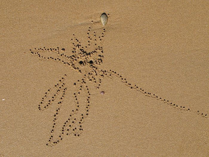 The Crabs that Build Their Own Galaxy (20 pics)