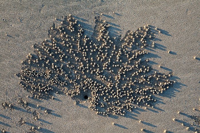 The Crabs that Build Their Own Galaxy (20 pics)