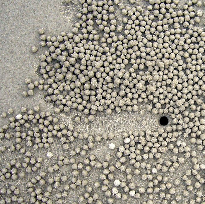 The Crabs that Build Their Own Galaxy (20 pics)