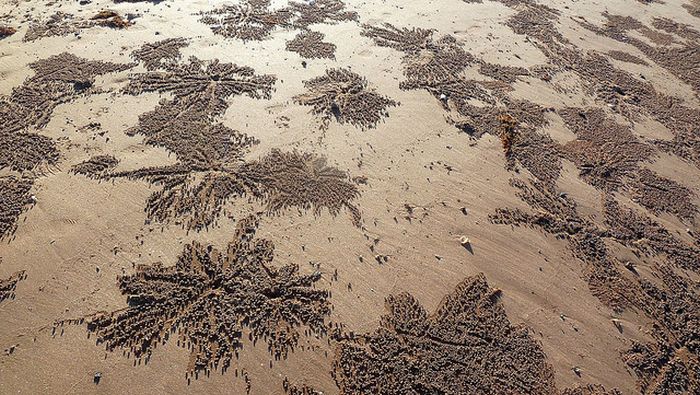 The Crabs that Build Their Own Galaxy (20 pics)
