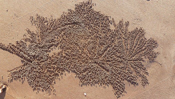 The Crabs that Build Their Own Galaxy (20 pics)