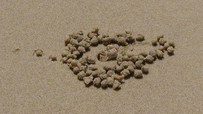 The Crabs that Build Their Own Galaxy (20 pics)
