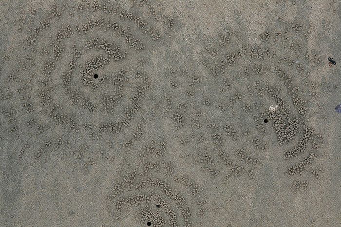 The Crabs that Build Their Own Galaxy (20 pics)