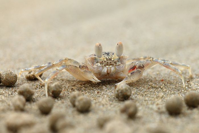 The Crabs that Build Their Own Galaxy (20 pics)