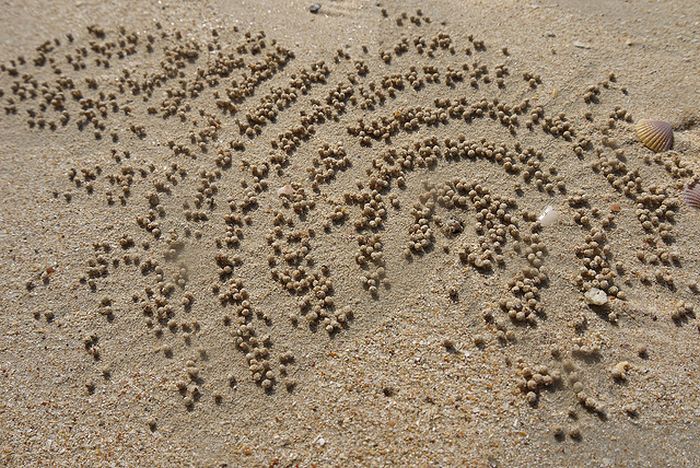 The Crabs that Build Their Own Galaxy (20 pics)