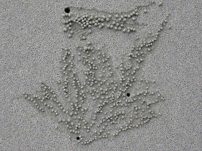 The Crabs that Build Their Own Galaxy (20 pics)