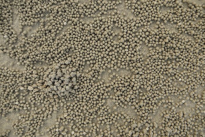 The Crabs that Build Their Own Galaxy (20 pics)