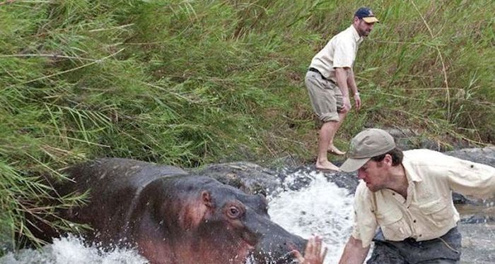 Hippo Almost Killed a Vet (3 pics)