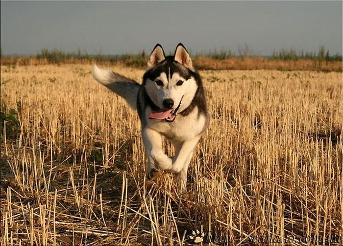 Husky Dogs (47 pics)
