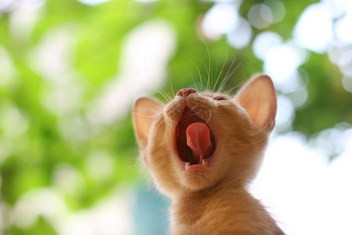 Acid Picdump (128 pics)